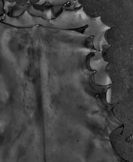 Comment choisir la peau de son tambour ?